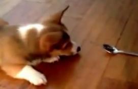 HeraldTribune's tweet photo. Today on the critter feed: Video of a Corgi puppy barking at a spoon http://t.co/Wa8vxiMKx2 http://t.co/IlQyTJKAHg