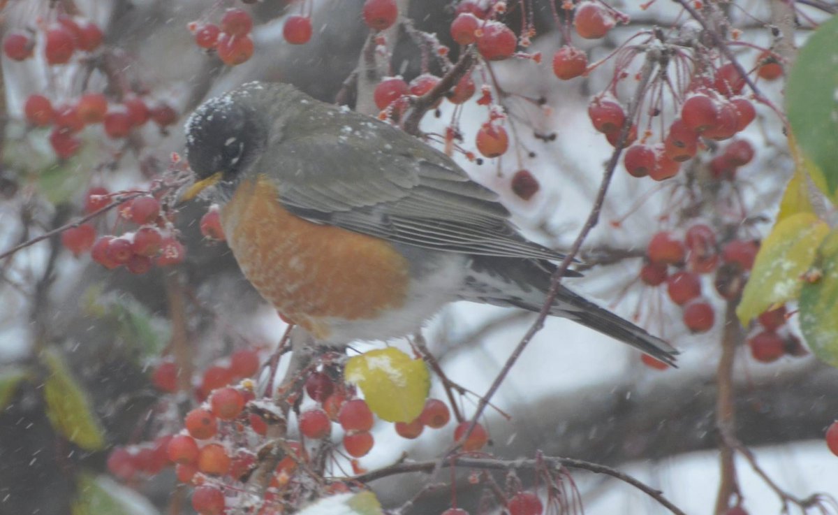 juenemannjohn's tweet photo. First snow in Colorado. Red breasted robin enjoying my fruitless fruit tree. #gtsres http://t.co/pwvINubupW