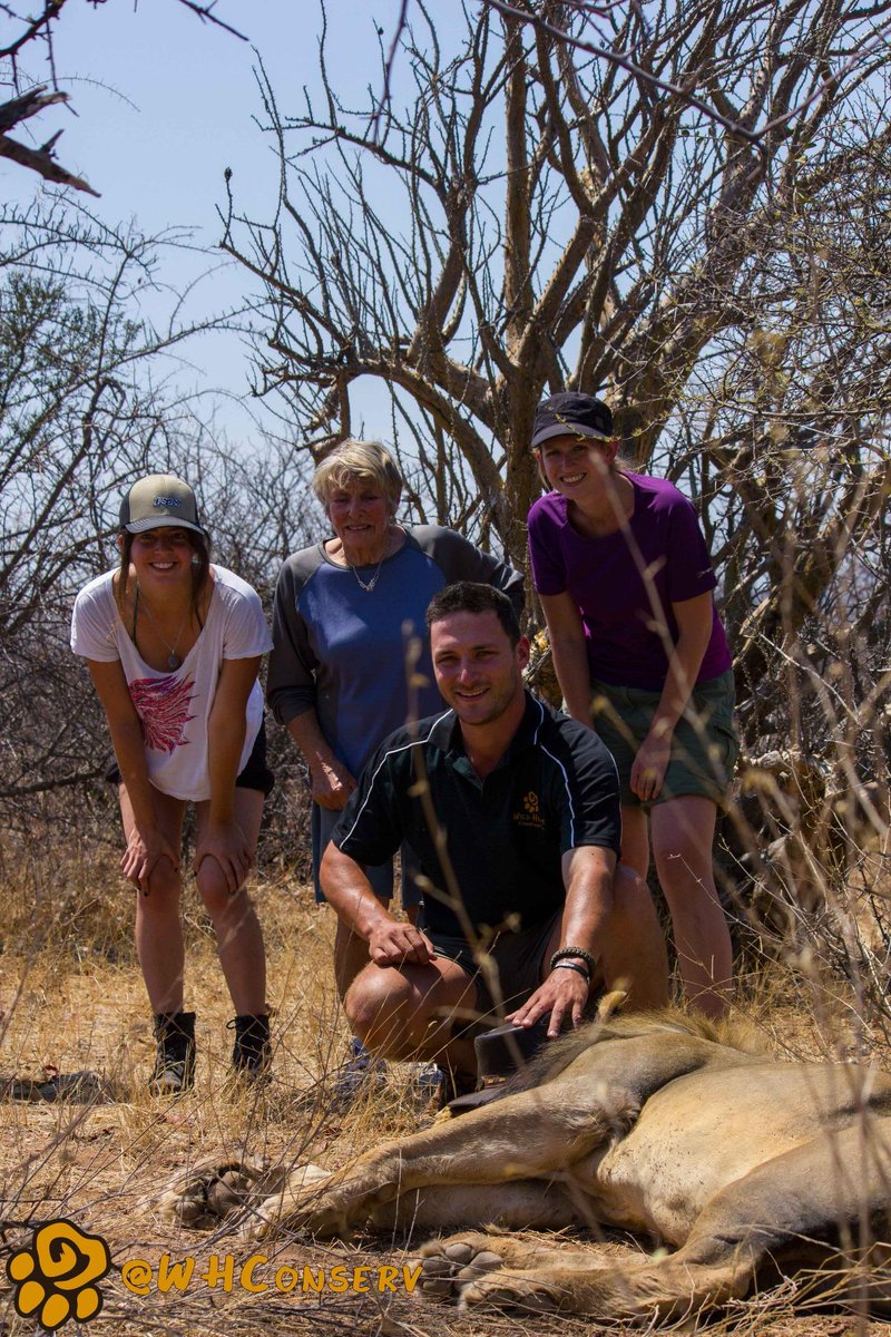 WHConserv's tweet photo. @AfricanConsExp students assisting with the recapture and moving of an adult male lion.@KoedoeMeyer #Mutogomeli http://t.co/x182bqeVhy