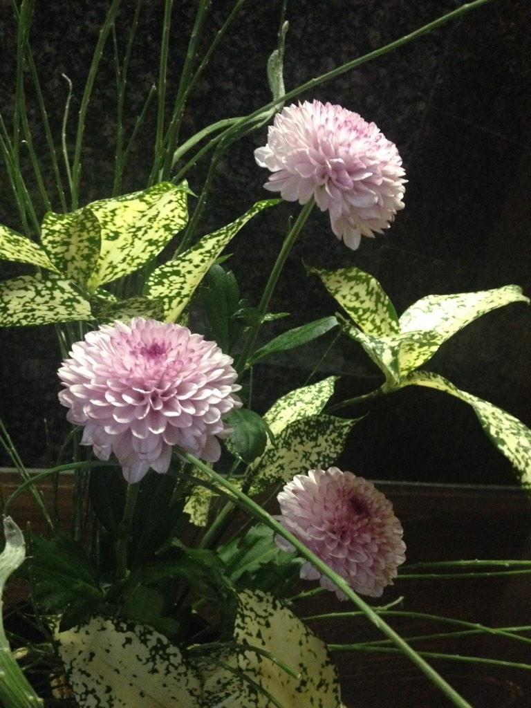 武蔵野大学 華道部 休部中 11月のお稽古でした 暇だったので花言葉を調べています 石化エニシダ 謙虚 清楚 ピンポン 高貴 高潔 君を愛す 花 ゴットセフィア 幸せな恋 名もない静寂 葉 名もない静寂 かっこいいですね Http T Co