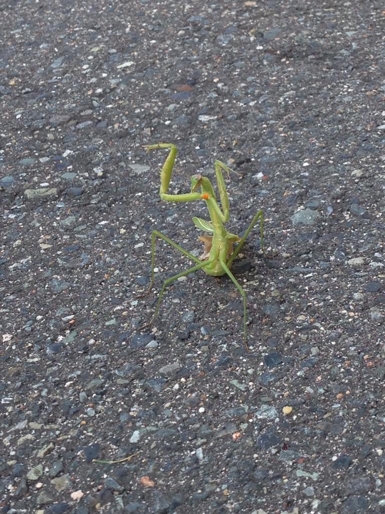 Farm_H's tweet photo. カマキリって本当に怒ったら、こんなんなるんですね ^_^ http://t.co/RXrfLfKBAM
