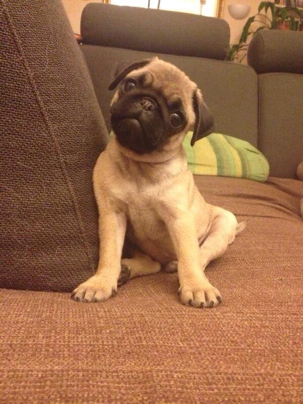 sofbianco's tweet image. Have a good day!!
@HamiltonPug @Pugsfordays @pugnetwork @EmergencyPugs @Pugs_Of_The_Day @MinnieMaxPugs #pugs #puglife