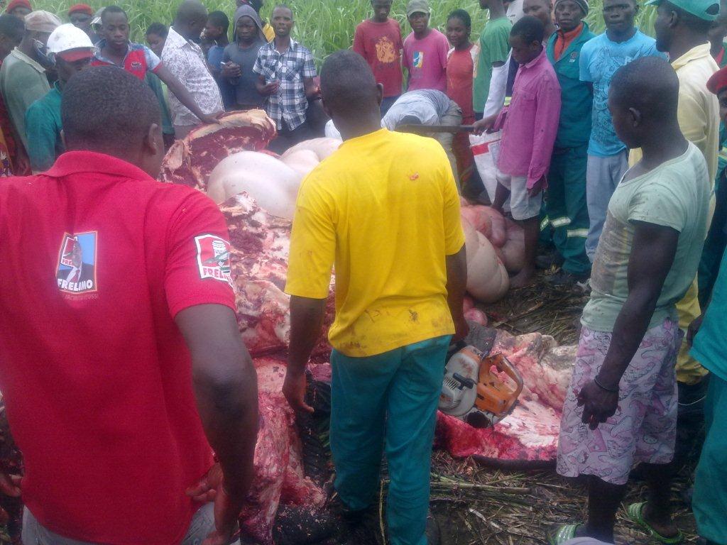 AfricanConserve's tweet photo. SHOCKING: #Elephants shot in #Xinavane by #Mozambican police - slaughtered for their meat https://t.co/1W443oLVSt http://t.co/Pu2snqlLi9
