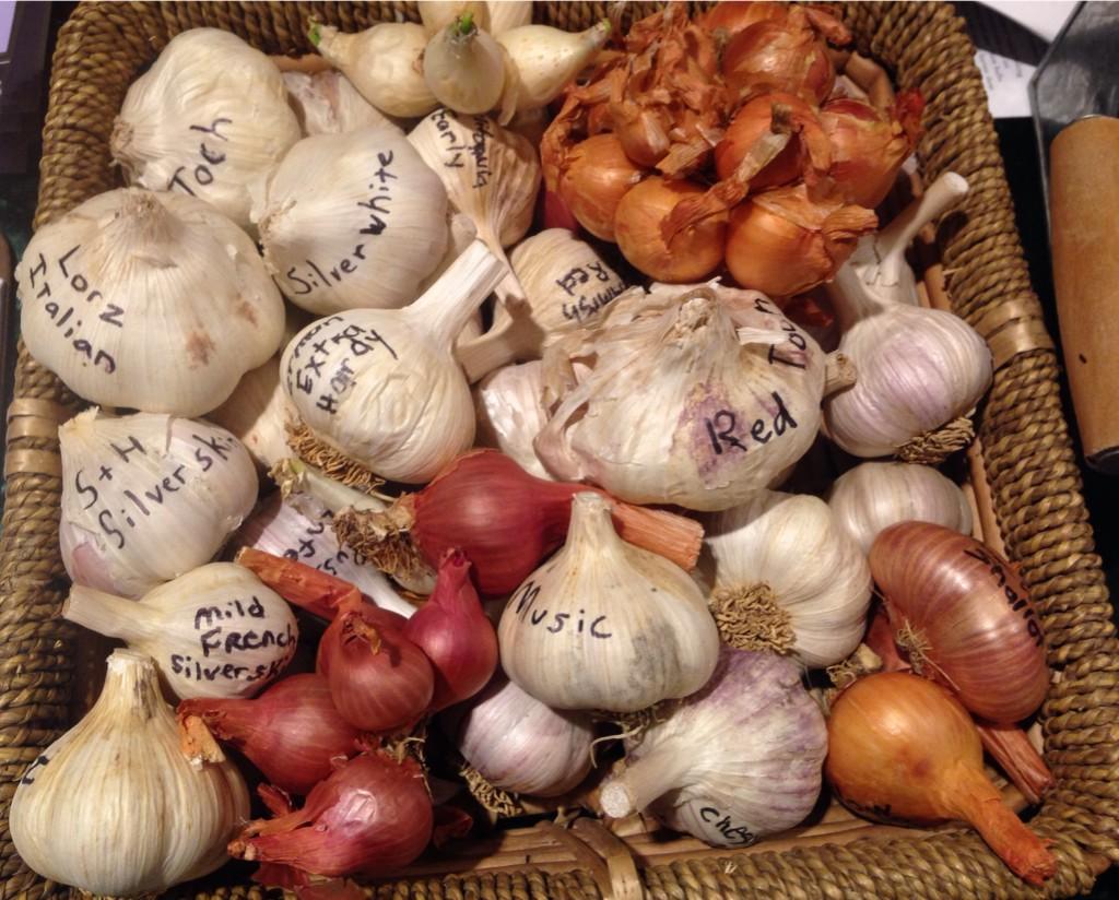 and_she_cooks's tweet photo. Wish you could smell these... #alliums #ag #sustainableag #SAC14 http://t.co/gJ4ytNNj11