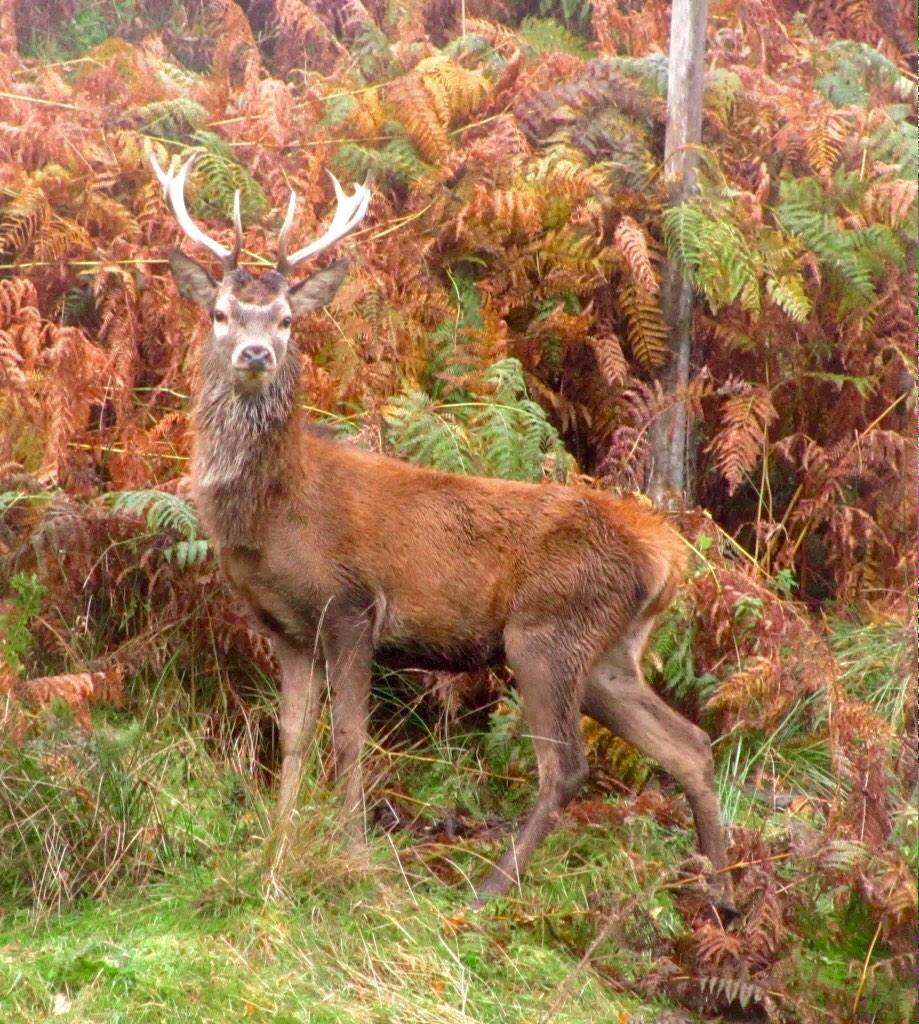 Hugh6303's tweet photo. @VisitScotland if you're going to have #Coosday  we want #stagurday !! #madeupday http://t.co/N28cJ0labo
