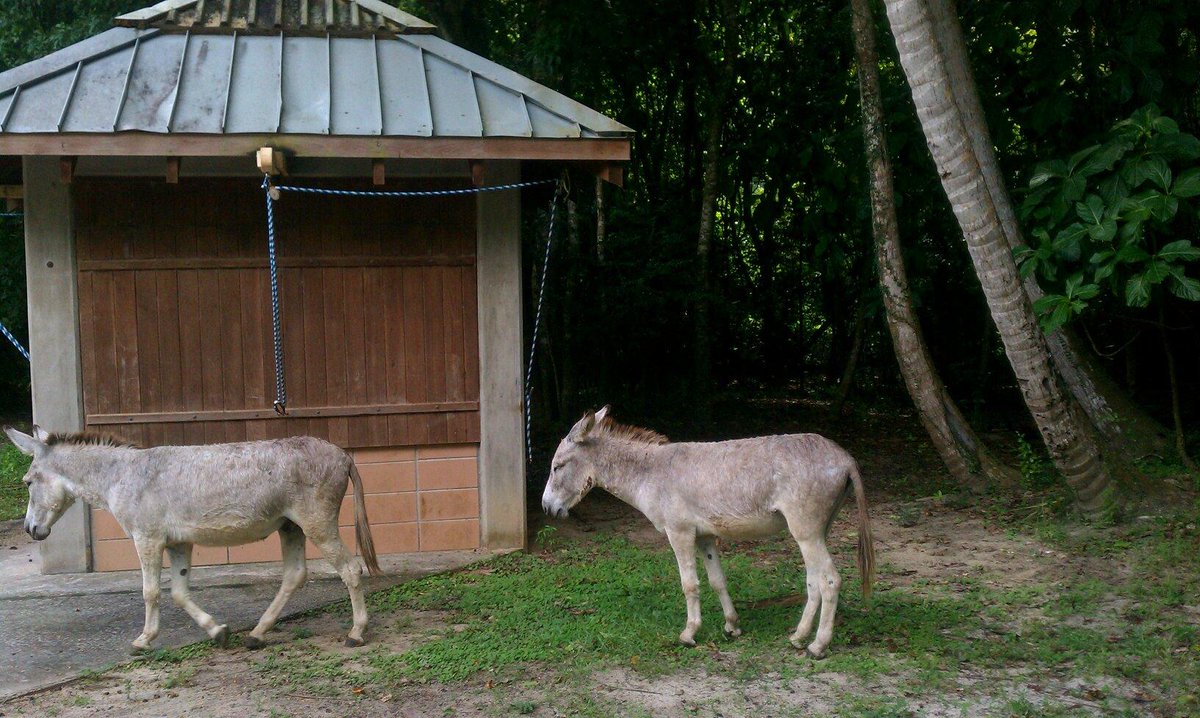 St John VI Tourist (@usvitourist) on Twitter photo 