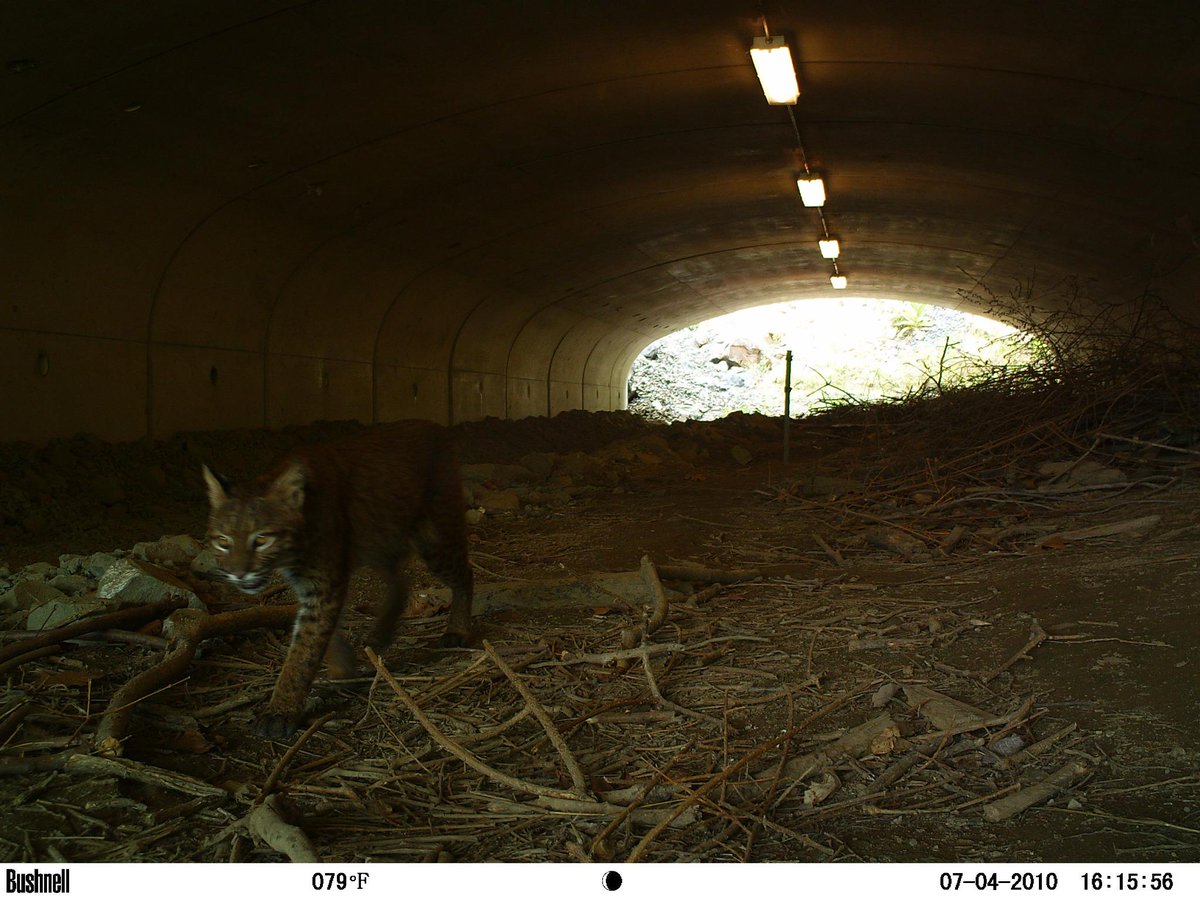 DennisQuinn79's tweet photo. #bobcat crossing through wildlife passage structure in Brookfield, CT @CT_SWAP #CTSGCN http://t.co/zo7Wu2jlAx