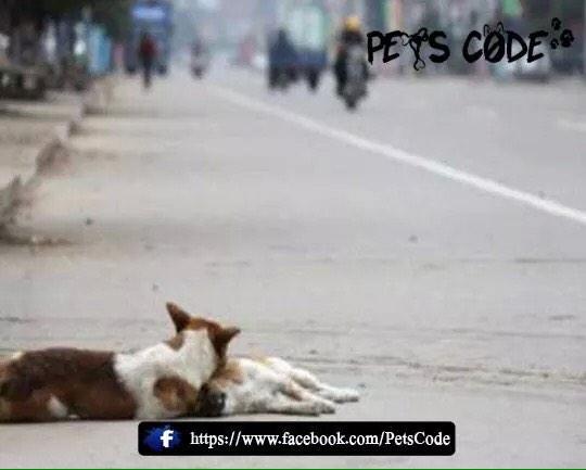 petscode's tweet photo. مشهد لوفاء " كلب "، ففي مدينة زهانقزهو الصينية Zhangzhou وقف "كلب" بجانب "كلبة" انثى توفت من جراء صدمها بسيارة http://t.co/cSZr45qac6