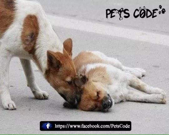 petscode's tweet photo. مشهد لوفاء " كلب "، ففي مدينة زهانقزهو الصينية Zhangzhou وقف "كلب" بجانب "كلبة" انثى توفت من جراء صدمها بسيارة http://t.co/cSZr45qac6