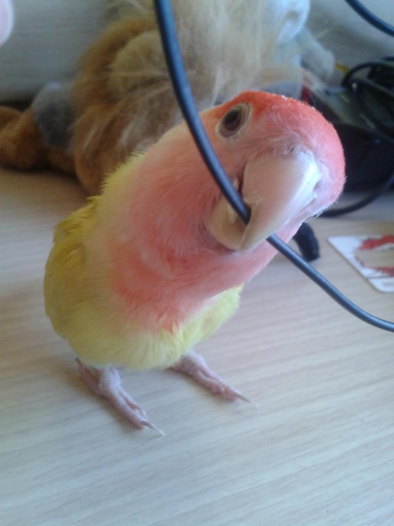 laura_samz's tweet photo. El pajarito mimado de la casa. Adiós chiquitito :'(
#Marilin #Marilon http://t.co/P0PD7VX4Bm