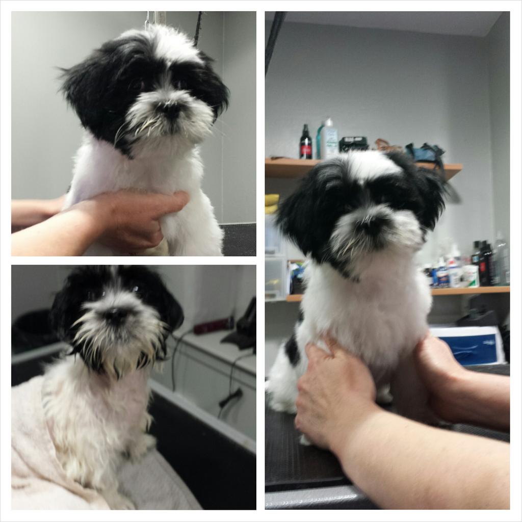 PoochinisPet's tweet photo. This little cutie came in today for a first puppy pamper!! :) http://t.co/TtyYVvUsn1