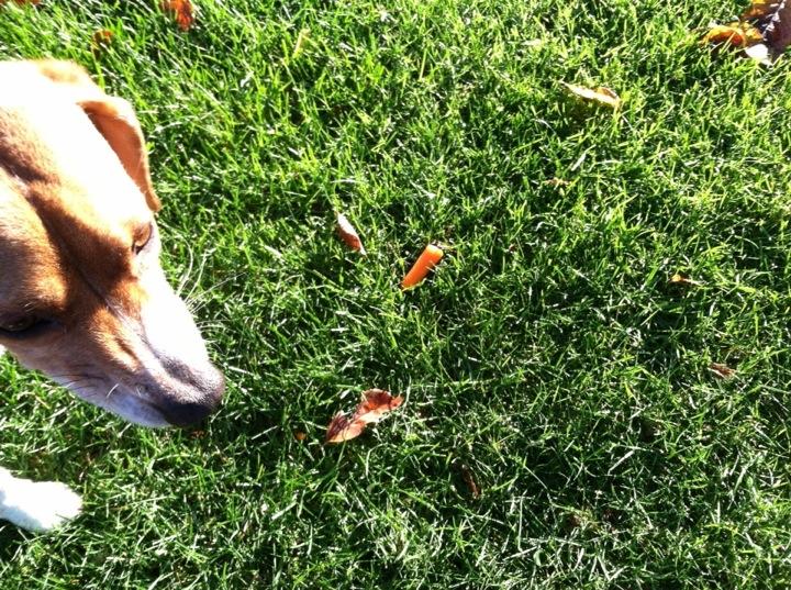 Cascade_YL's tweet photo. Rosie found a carrot on our walk this mornin, haha wonder who this hit #YtheLnot #fugitive #CascadeYL http://t.co/DNNFENtPXI