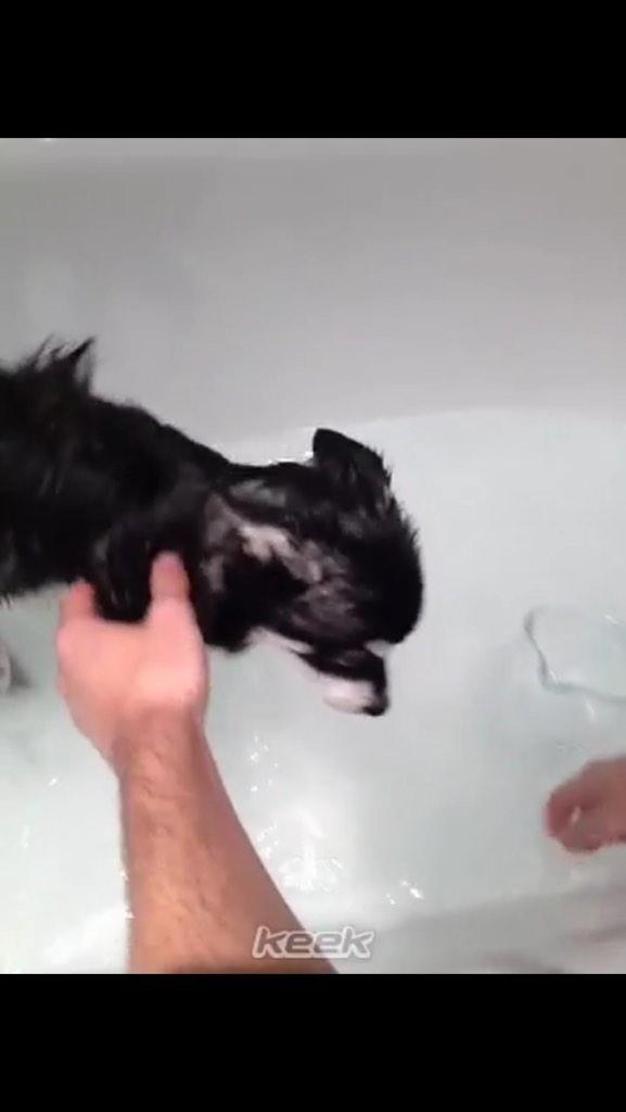 thirstymomo's tweet photo. But do you guys remember when Danielle posted on Keek a video of Liam giving Loki a bath? #payzer #PayzerForever http://t.co/CDomOmCmIl