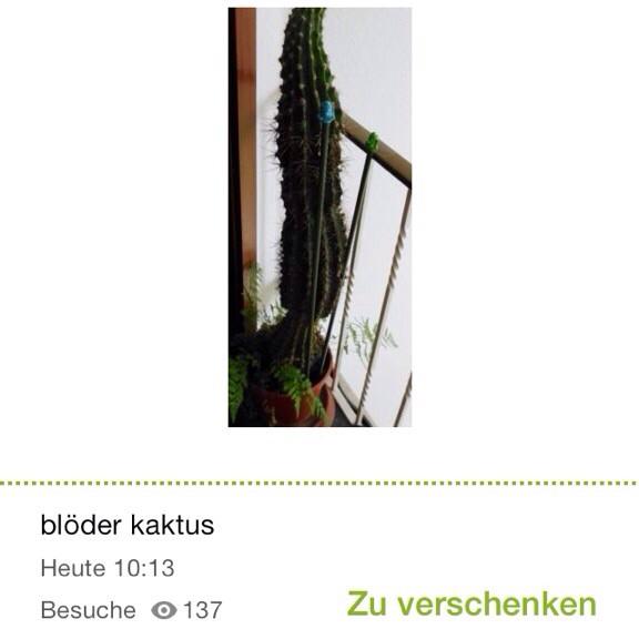 Getunt's tweet photo. Blöder Kaktus für 10 € zu verschenken 🙈 http://t.co/OCzMh0ShWK