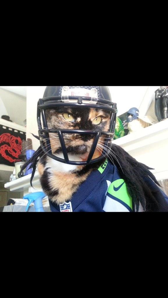 pancrabby's tweet photo. Meowshawn Lynch #KittyMode http://t.co/1VtHvRoLWh