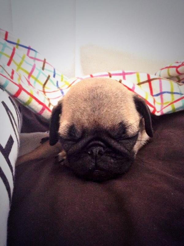 sofbianco's tweet image. Have a good night! @HamiltonPug @WoofWellington @pugnetwork @NapoleonthePug @EmergencyPugs @pugnetwork @MinnieMaxPugs