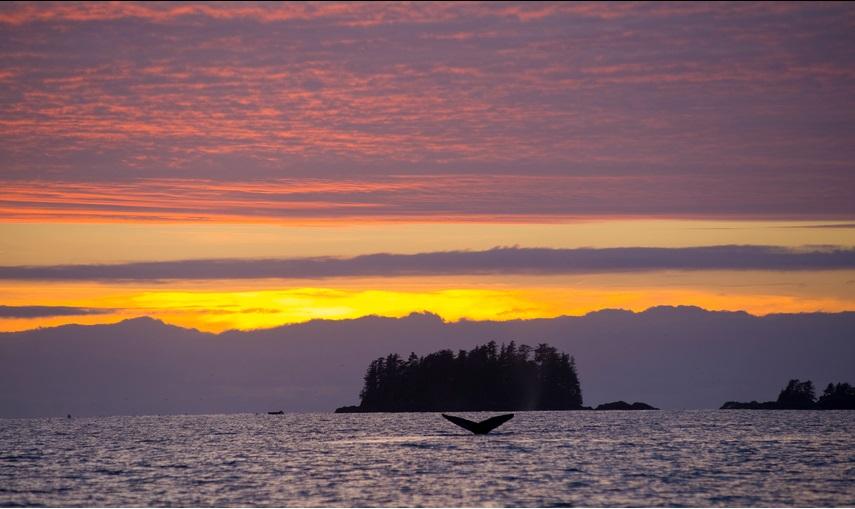 lajornadaonline's tweet photo. "Donde la ballena mira un instante
al hombre que ha venido a verla”
Homero Aridjis. Foto Ap -> http://t.co/YE4KgPs3DO http://t.co/00OjuRgn7t