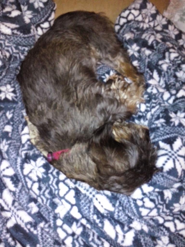 jennyfuramy's tweet image. You vacated da Slanket jenny...#2secondrule makes it mine #fluffyblankie #mine #postopsympafee