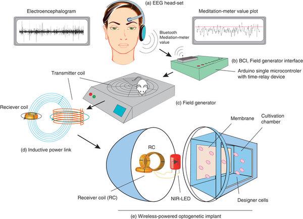 QuantaPsiPhi's tweet photo. Mind-controlled #transgene expression possible by a wireless-powered #optogenetic designer #Cellimplant
#infraRedLED http://t.co/uOkxitn4Cf