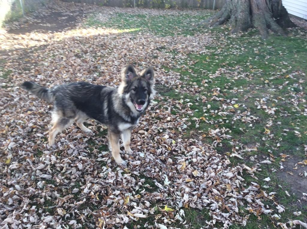 A beautiful day in the yard with Mila ......priceless <a href="/iheart716/">Courtney</a> <a href="/cmpuma1023/">colleen puma</a> <a href="/mrwodarczak/">Dan Wodarczak</a>