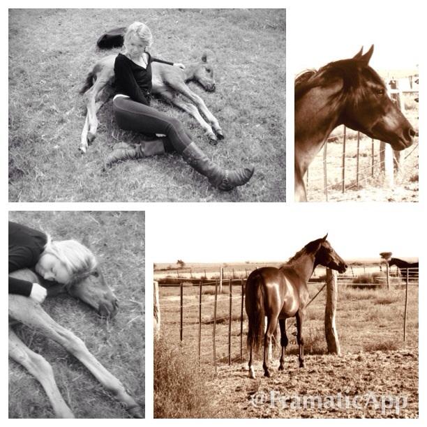 #foal #cuddles #thoroughbredbreeding #allgrownupnow