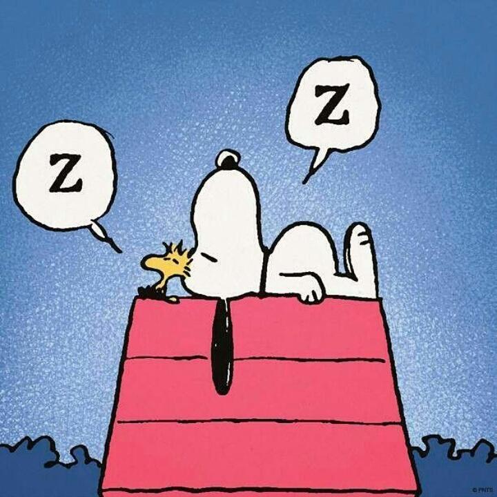 QueenPippa's tweet photo. Buenas noches! Good night! #queenpippa #snoopy #dog #perro http://t.co/YT2yZAn3Wv