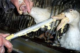 SaffronAR's tweet photo. #banfoiegrasforducksake   http://t.co/4kOXALMmNq http://t.co/E3OLWDJdM0