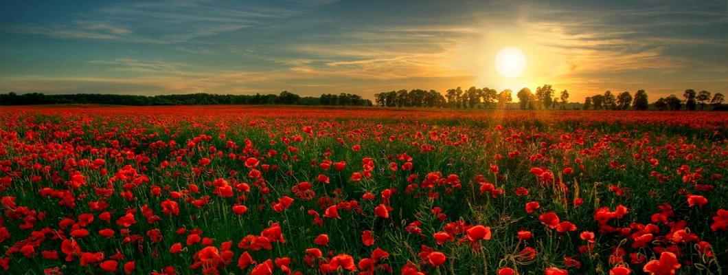 72hrsparty's tweet photo. Lest We Forget http://t.co/C853AKsKU2