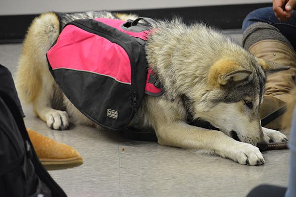 instructcomm's tweet image. Some furry friends from Wolf Run Wildlife Refuge came to visit Allyson DeVito's CIS 112 class yesterday!