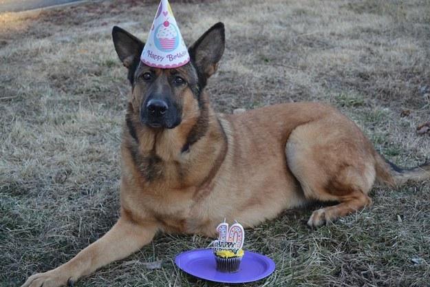 BuzzFeed's tweet photo. It’s Time To Honor Lucca, The Fuzziest Veteran You’ll See Today
http://t.co/m5MHILkjGo http://t.co/oim8YGiaTR