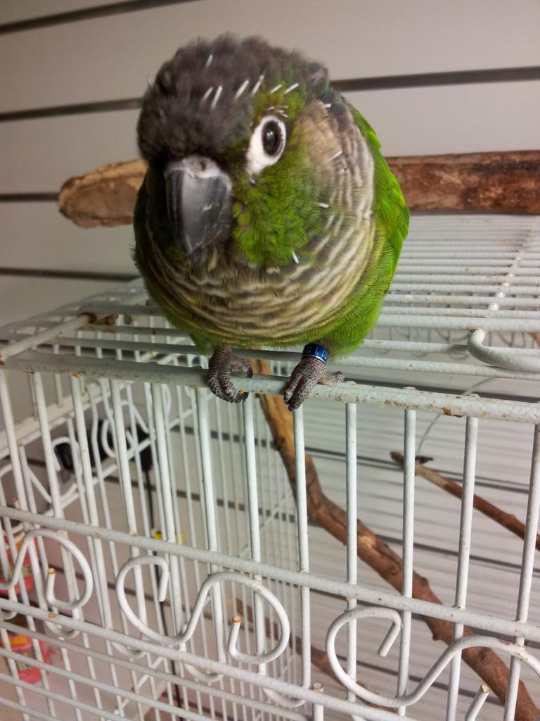 vets_alpha's tweet photo. Who's a pretty boy then! We love our Bazzer ;) http://t.co/JxQjWECkEU