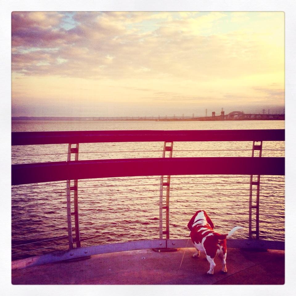 ChristianneMcGe's tweet photo. #birthday #dog #basset #hound #peer #burlington #bridge #lookout #brave #boy #beauty #rememberanceday http://t.co/nfknDzaFsT