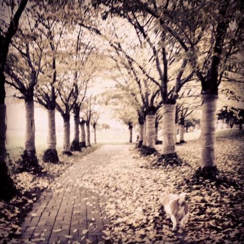 ChristianneMcGe's tweet photo. #walks #parks #trees #fall #leaves #path #journeys #dog #basset #hound #beauty #appreciate #moments #serene http://t.co/zP8TY1sQXS