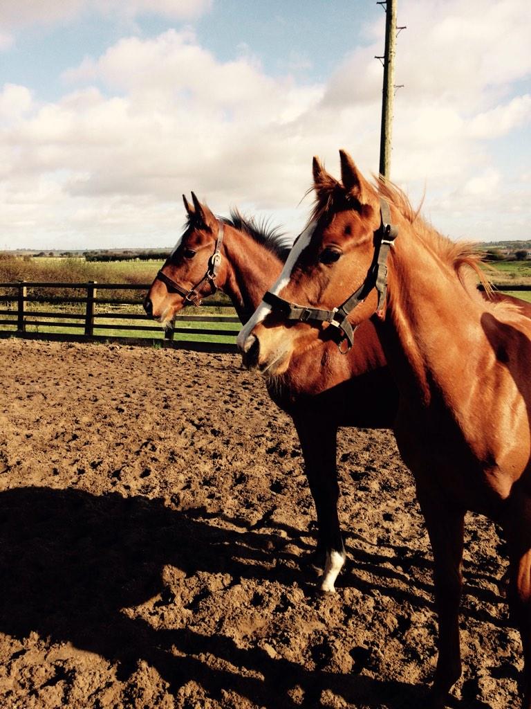 Emily_Young_xx's tweet photo. My fav boys off to @tatts_ireland #transisland http://t.co/McixjJz7KY