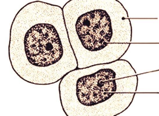 sernellyy's tweet photo. Your cell w/o drugs (left) Your cell w/drugs (right) SER SAYS BE HEALTHY! #DRUGFREE 👊⚠🚭 #OrganelleVote2014 #VoteSER http://t.co/NvIeh0HEqK