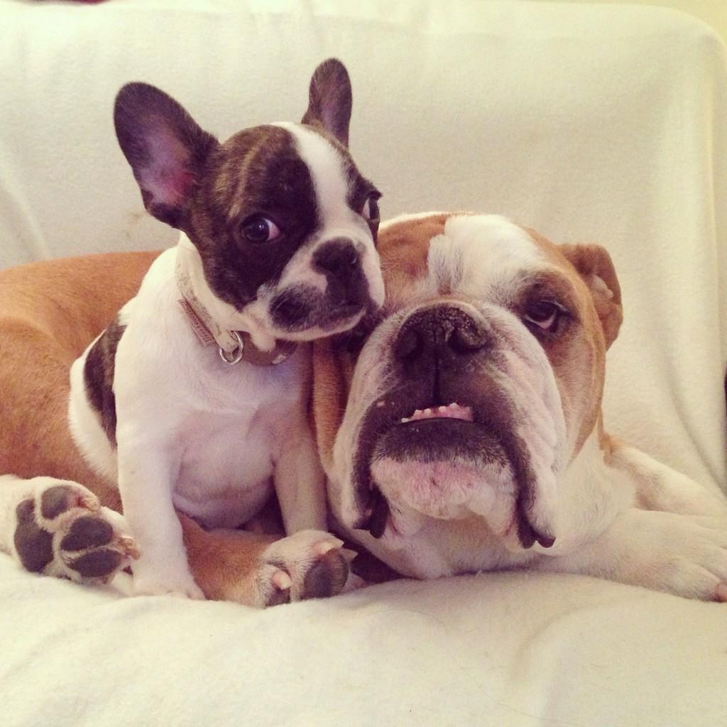 WinstonBulldog's tweet photo. Me and my brother @PoloTheFenchie #bulldog #frenchbulldog #frenchie #puppy #bulldognation http://t.co/9X9mm5I1J0