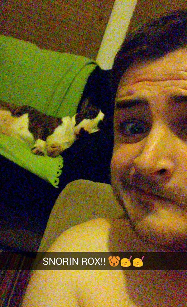 Davebolts's tweet photo. Roxster on the mend an Snorin her massive Snozzer off!! #Englishbullterrier #Cowshead #Snoozetime #Dogslife #SMART http://t.co/VIOryjTCH4