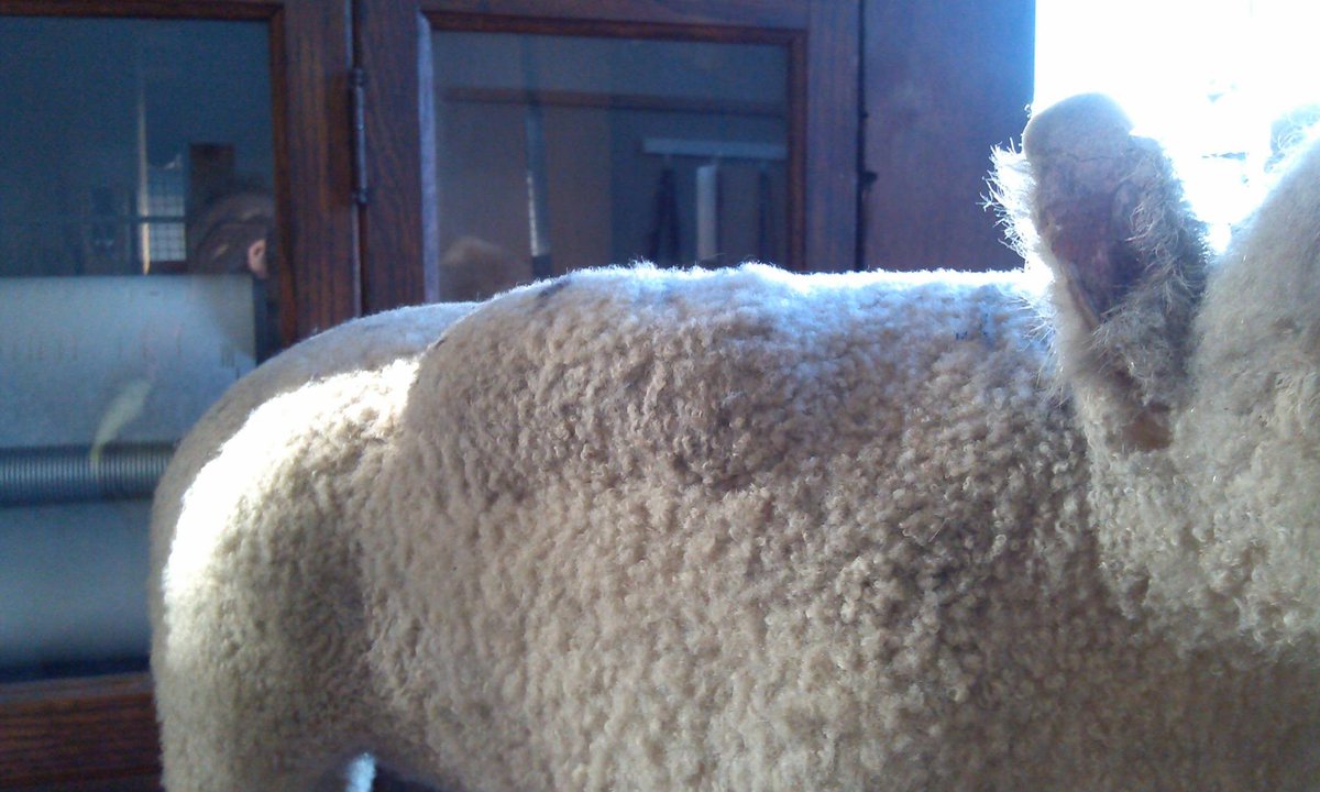 YeOldeCuriosity's tweet photo. @CrapTaxidermy This little lamb appears at Ye Olde Curiosity Shop. It's very sweet, but what is that lump?! http://t.co/P4OSOenE6W