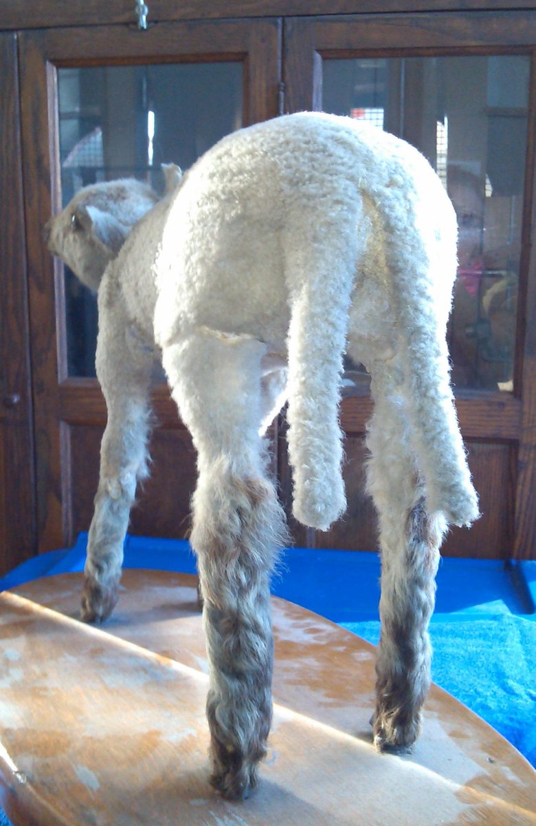 YeOldeCuriosity's tweet photo. @CrapTaxidermy This little lamb appears at Ye Olde Curiosity Shop. It's very sweet, but what is that lump?! http://t.co/P4OSOenE6W