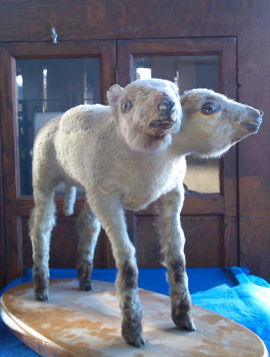 YeOldeCuriosity's tweet photo. @CrapTaxidermy This little lamb appears at Ye Olde Curiosity Shop. It's very sweet, but what is that lump?! http://t.co/P4OSOenE6W