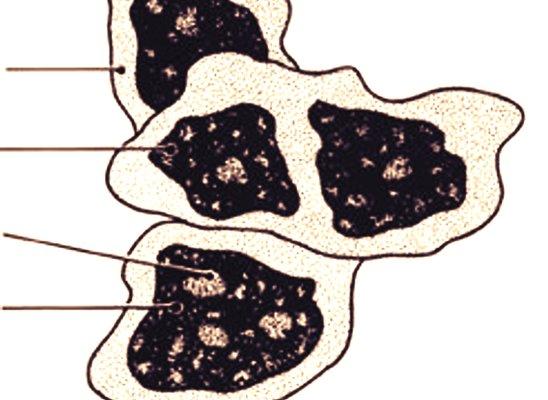 sernellyy's tweet photo. Your cell w/o drugs (left) Your cell w/drugs (right) SER SAYS BE HEALTHY! #DRUGFREE 👊⚠🚭 #OrganelleVote2014 #VoteSER http://t.co/NvIeh0HEqK
