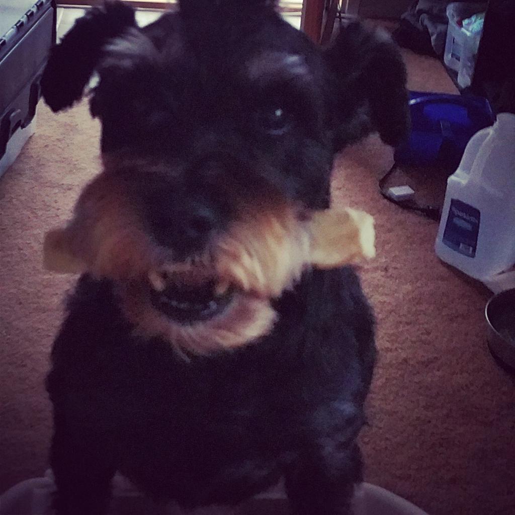 jbrusco's tweet photo. Trying to hide this bone for the 10th time http://t.co/bal9hHxCpB