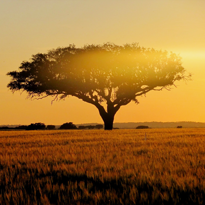 Kijk je ogen uit over de gouden vergezichten die het Alentejaanse landschap kent. #Portugal #Alentejo #plains