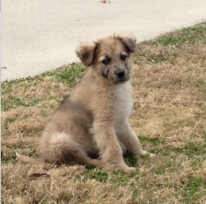 Genatubbs's tweet photo. Me dog when he was a baby http://t.co/9GBylB5YlI