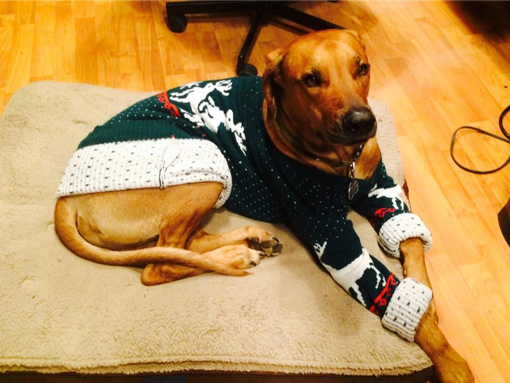 humanmvmnt's tweet photo. Zulu is ready for The @UglySweaterRun, are you?! http://t.co/5Qil8W9TS3