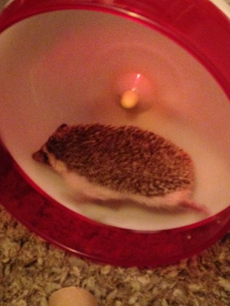 Manning7W's tweet image. My hedghog!for real😍