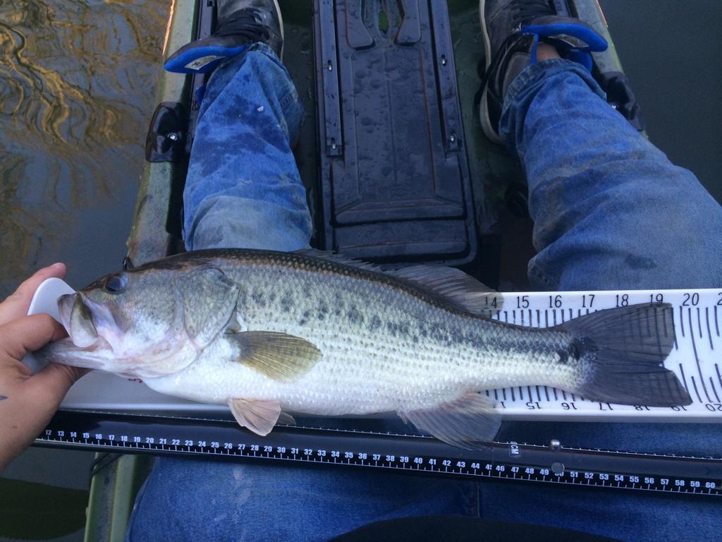 5050Fishing's tweet image. Gotta love that #fallbite !! They wanted the lipless cranks tonight. #hook1kfg #KayakFishing #riplips #stixnstones