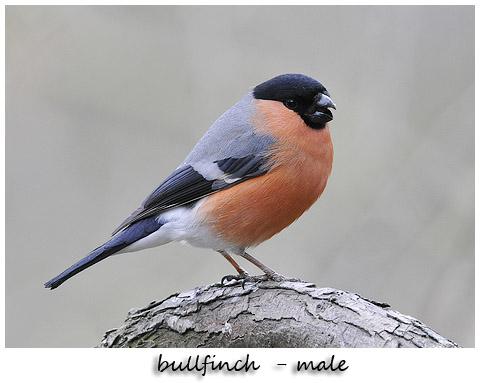 RunDoggy's tweet photo. @WWTWashington congrats with the win #NEETA2014 Great result and well deserved .Spent lots of hours in the birdhide http://t.co/sB8xTUYbDy