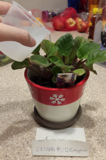 rebeccaxiang's tweet photo. #UIUCtinyprints ZXiang @allsup_IB105 Reusing water for washing rice to water the plants! Saving use of water! http://t.co/AQsRqtNsOH