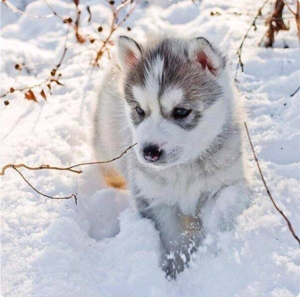 _Paisajes_'s tweet photo. Precioso husky siberiano!! http://t.co/XXZTezAwFv